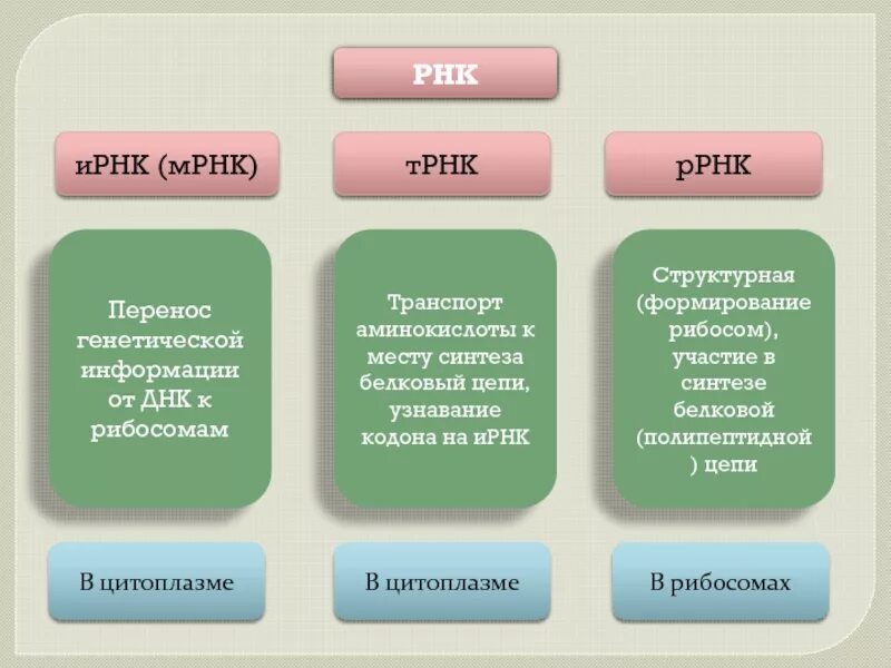 Информация рнк. Ирнк трнк ррнк. мрнк это ирнк. функции ирнк трнк ррнк. виды ирнк трнк мрнк.