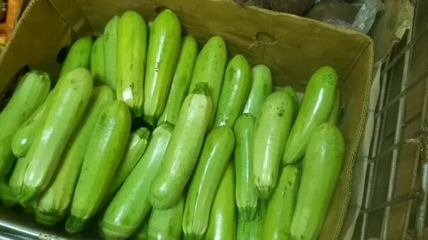 Покажи фото кабачков Семена Орешка Кабачок желтоплодный 10 шт. купить в интернет-магазине по низкой