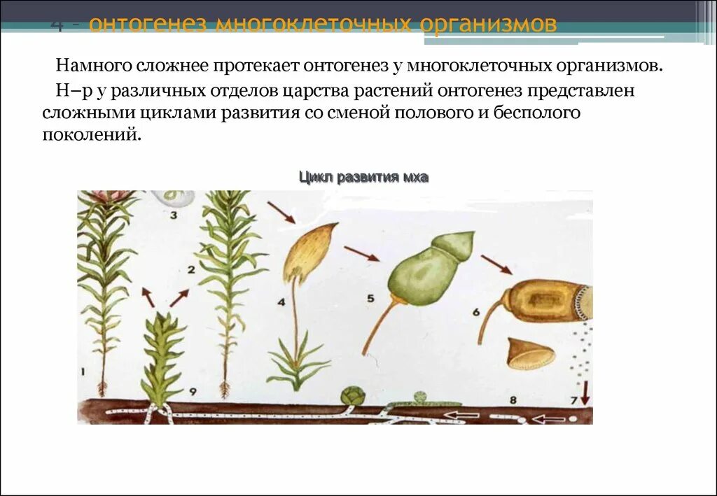 Цикл онтогенез. Онтогенез живого организма. Онтогенез растений презентация. Этапы онтогенеза высших растений. Индивидуальное развитие организма.