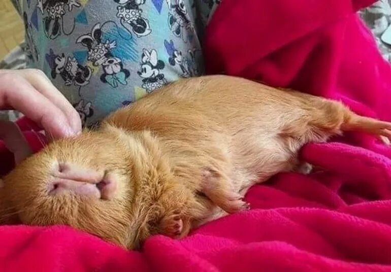 милые спящие морские свинки. сколько спят морские свинки. спящие морские свинки. морская свинка спит. морская свинка спит.