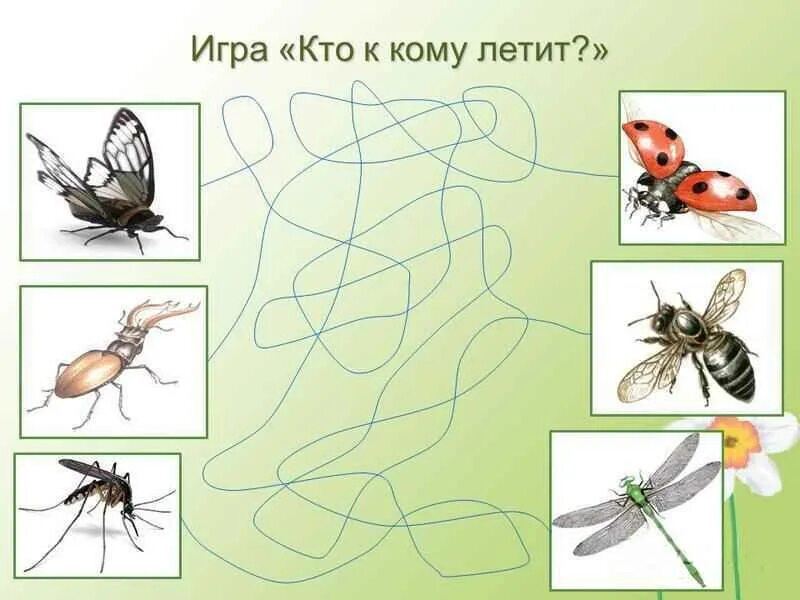 Занятие на тему насекомые в средней. Насекомые для ДОШКОЛЬНИКЛ. Насекомые задания для дошкольников. Тема насекомые для дошкольников. Полезные насекомые для дошкольников.