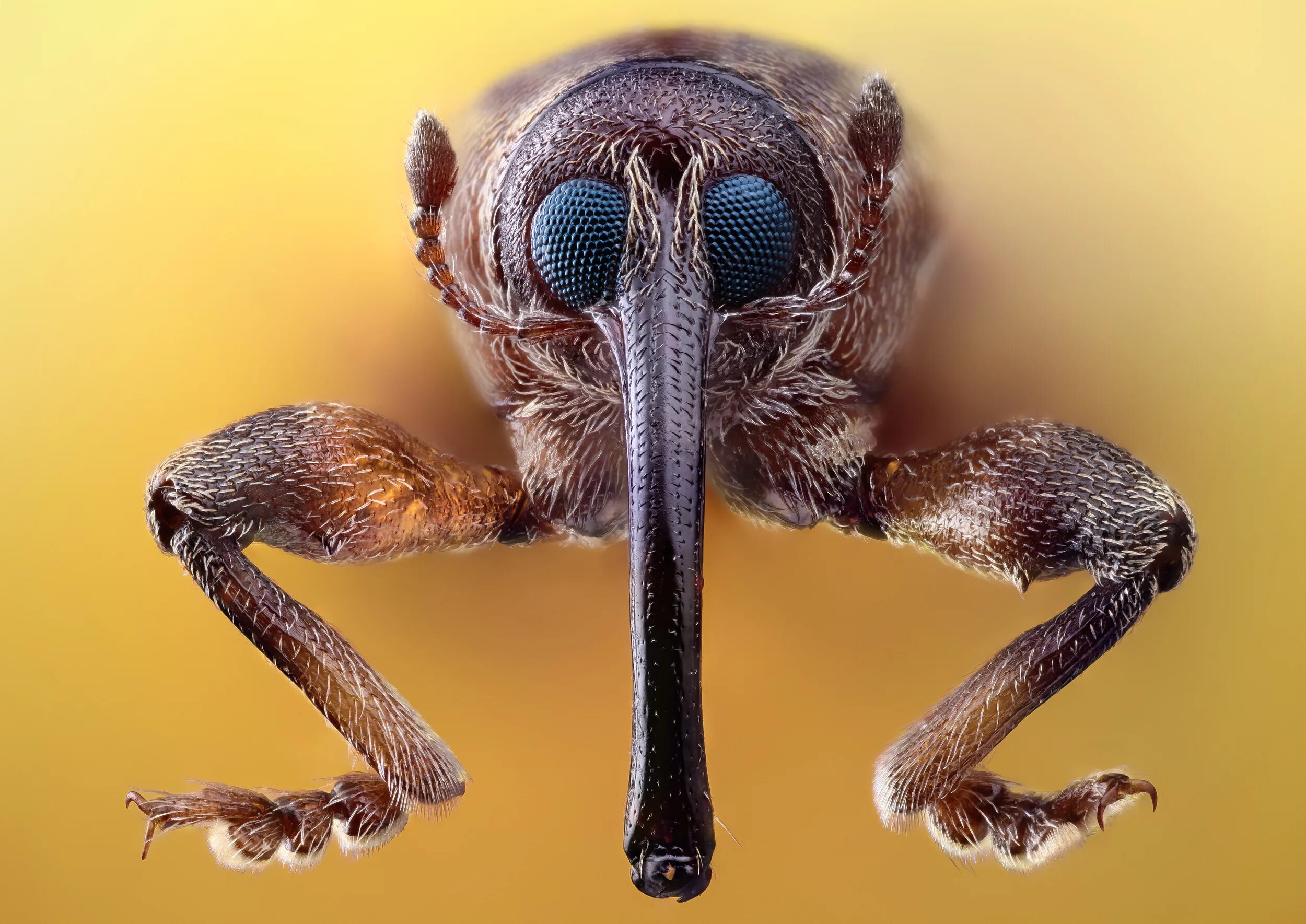 Паук долгоносик. Смешные насекомые. Насекомые под микроскопом монстры. Паук вблизи. Бабочка муравей паук