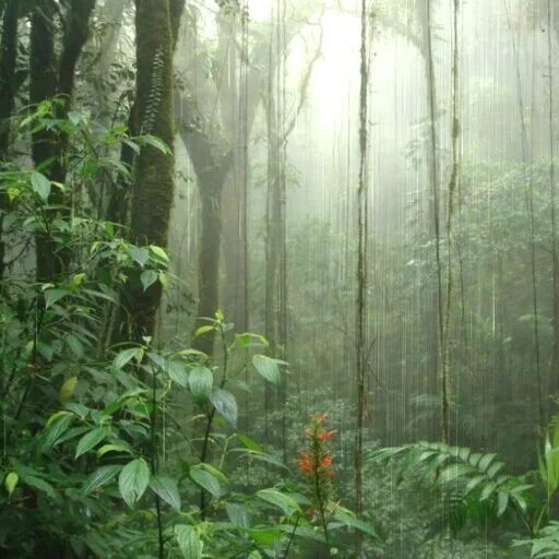 Экваториальные леса Африки. Экваториальный лес Африки. Переменно влажные леса. Зона переменно-влажных муссонных субтропических лесов. Переменно влажные леса температура