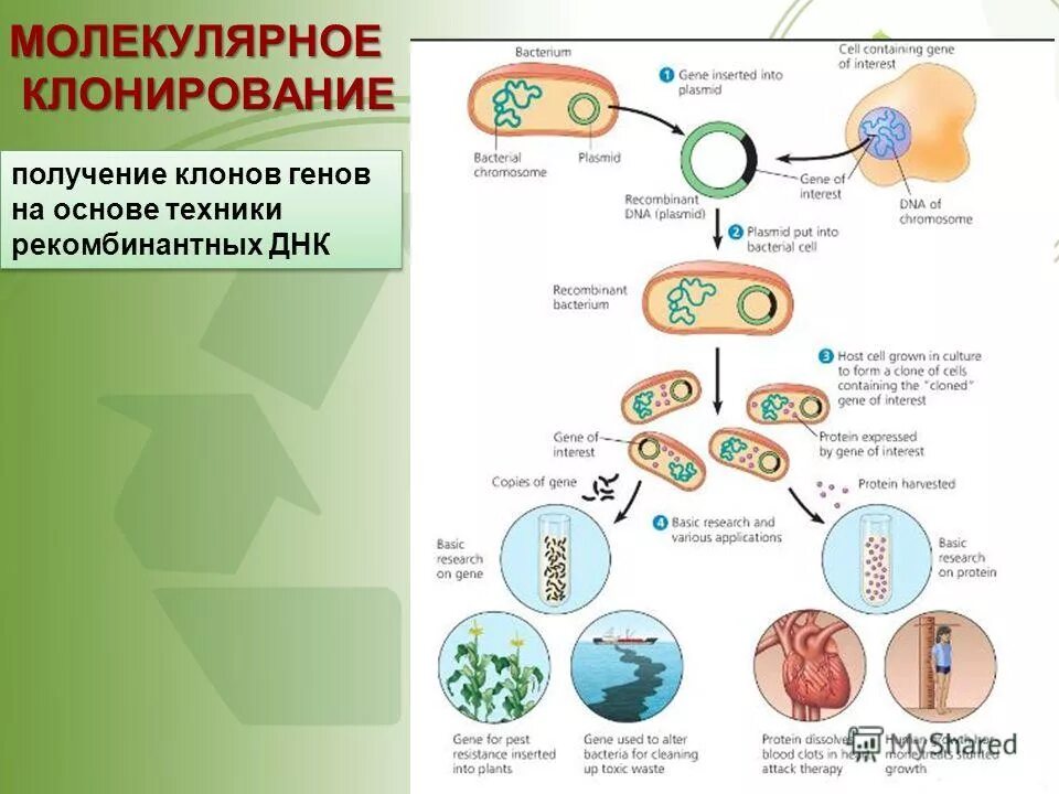 клонирование бактерий схема. технология рекомбинантных днк схема. введение рекомбинантной днк в клетку. способы введения рекомбинантных днк в реципиентные клетки. введение рекомбинантных молекул днк в клетки.