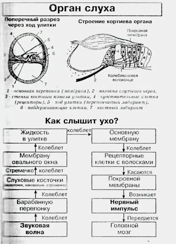 звуки это то что слышит ухо огэ. преобразование звука в нервный импульс. звуки это то что слышит ухо огэ. как слышит ухо кратко. слышимые звуковые частоты.