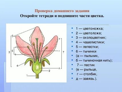 У покрытосеменных есть особый орган размножения цветок