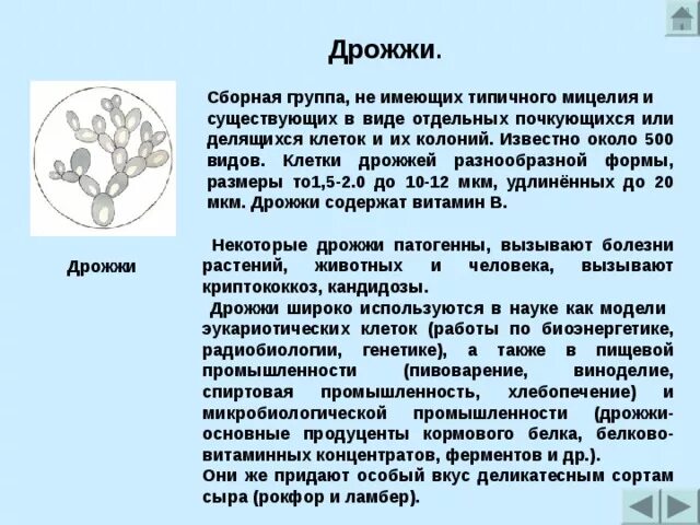 Дрожжевые клетки мицелий. Дрожжевые клетки мицелий. Мицелий дрожжевого гриба. Псевдомицелий candida albicans. Candida псевдомицелий бластоспоры.