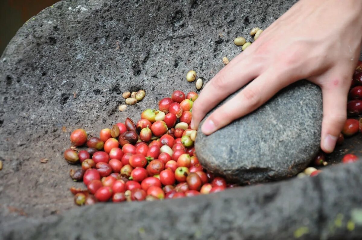 Кофе это фрукт. Помола фрукт. Красные почвы кофе. Coffee Plant. Coffee Red Fruit.