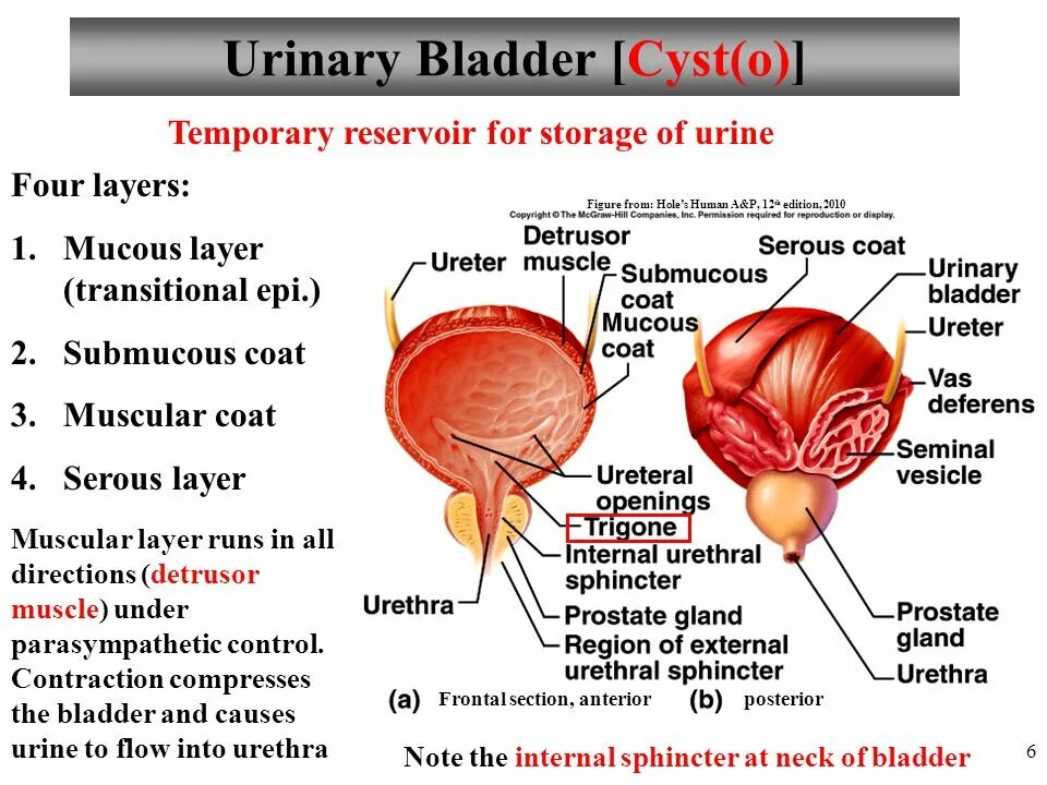 Мочевой пузырь анатомия латынь. Overactive bladder. Мочевой латынь. Мочевой пузырь – vesica urinaria. Сфинктер мочевого пузыря анатомия.