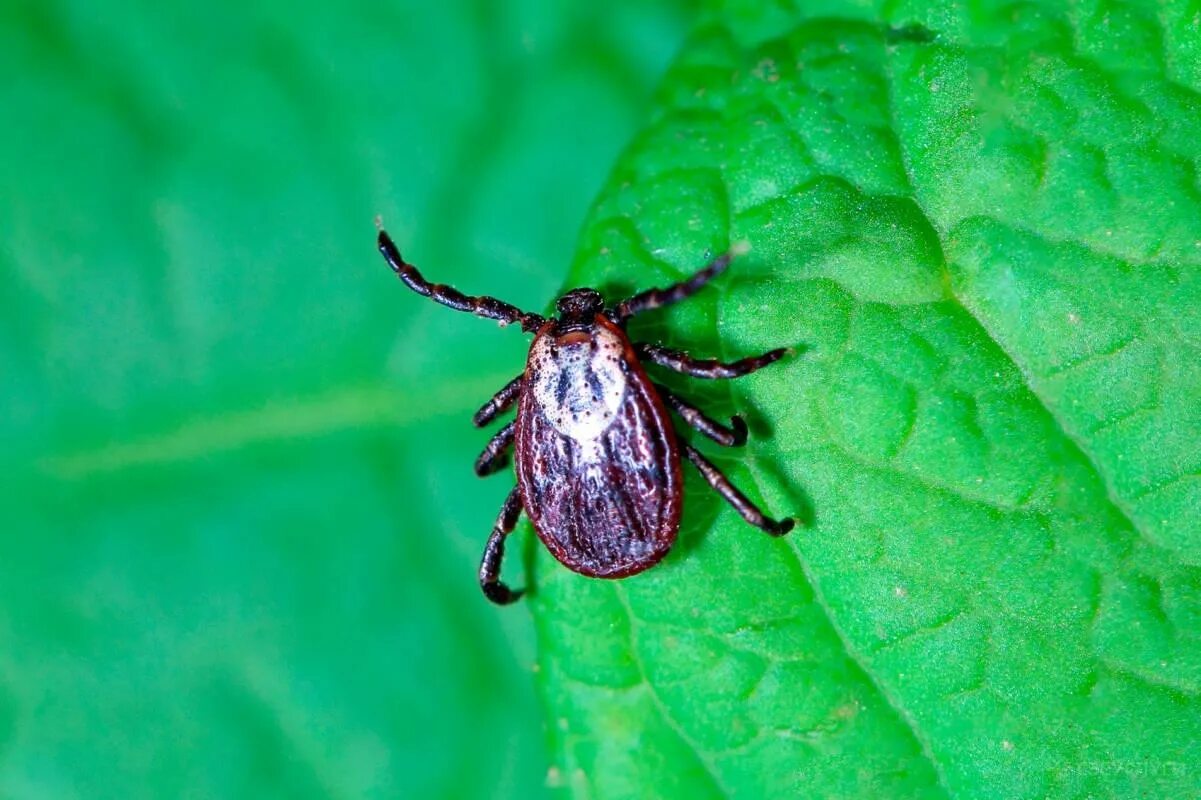 Ixodes persulcatus. Клещи Лесные.