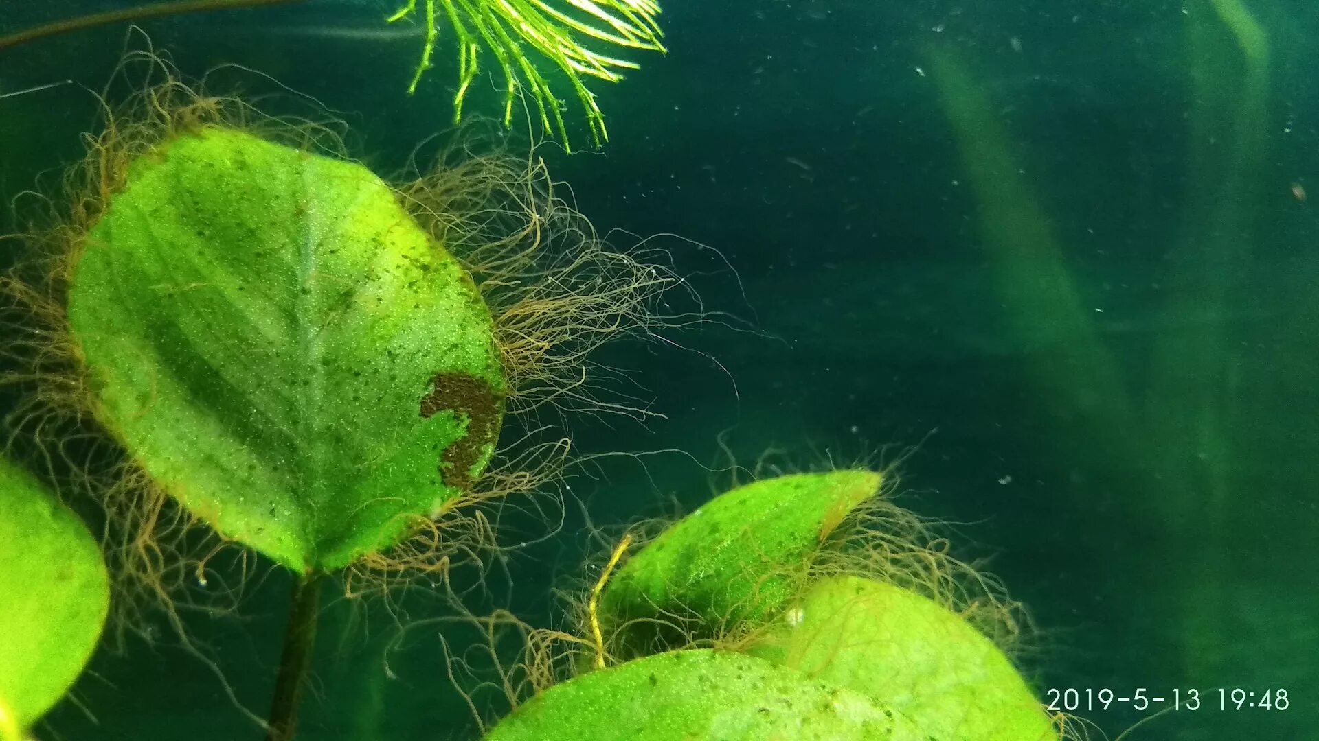 Аквариум водоросли нитчатка. Водоросли черная борода. Чёрная борода водорасли. Черная борода водоросли в аквариуме.