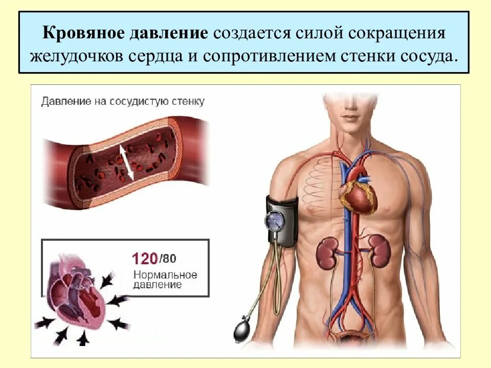 Среднее давление какой сосуд. Артериальное давление физиология. Давление анатомия. Давление в сердечно сосудистой системе. Кровяное давление создается силой сокращения.