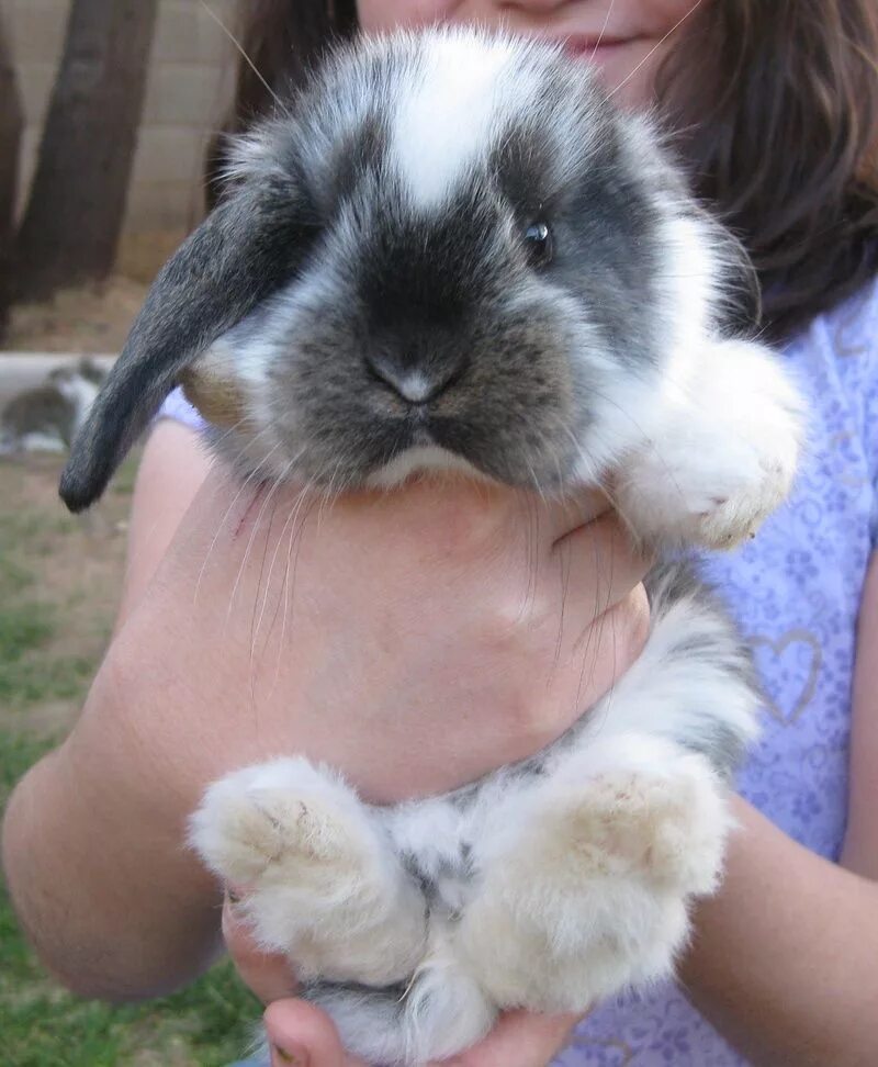 Минилоп кролик купить. Mini lop кролик. Вислоухий кролик Минилоп. Кролик вислоухий баран Минилоп. Карликовый кролик Минилоп.