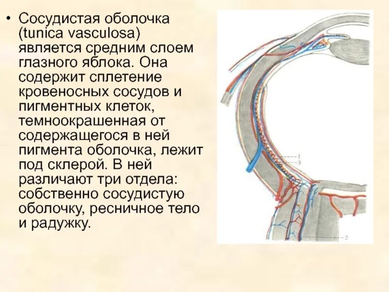 Сосуды состоящие из одного слоя клеток. Сосудистая оболочка. Пигмент сосудистой оболочки. Собственно сосудистая оболочка строение. Слои сосудистой оболочки.