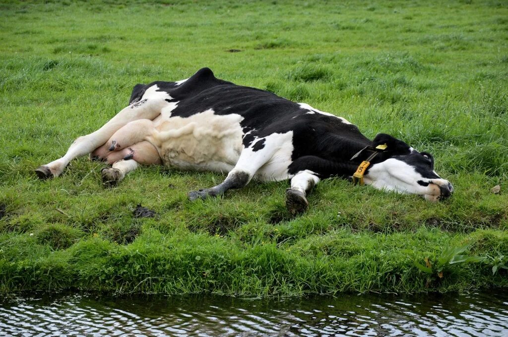Корова погуляла. Корова лежит. Лежачая корова. Кароуа лежит.
