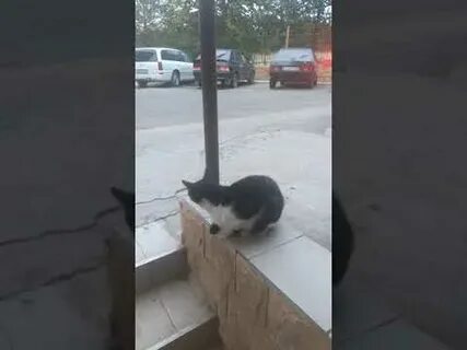 Дагестан кошка