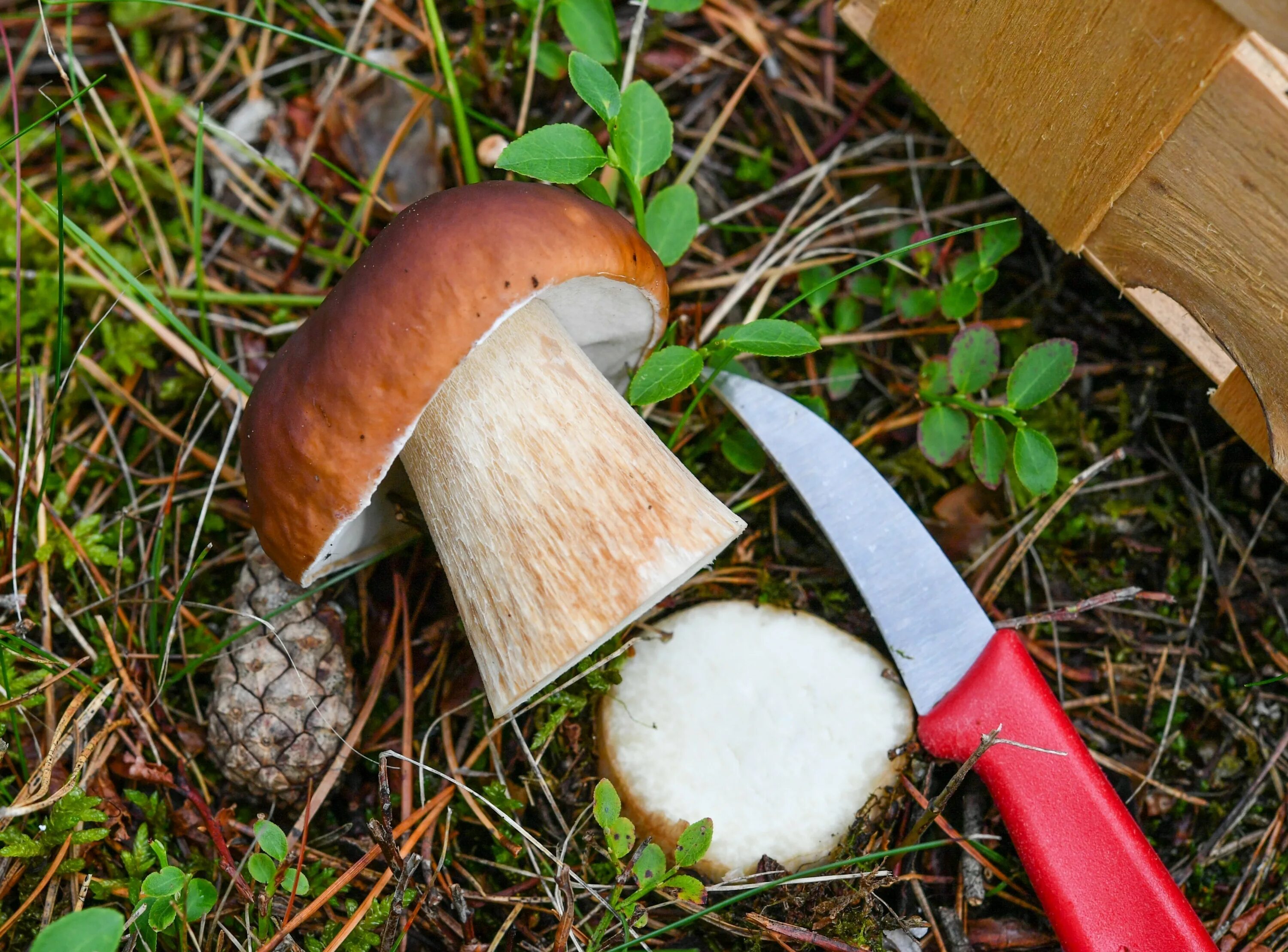 Гриб как правильно ухаживать. Правильные грибы. Выбираем грибы. Грамотный гриб. Как выбирать грибы.