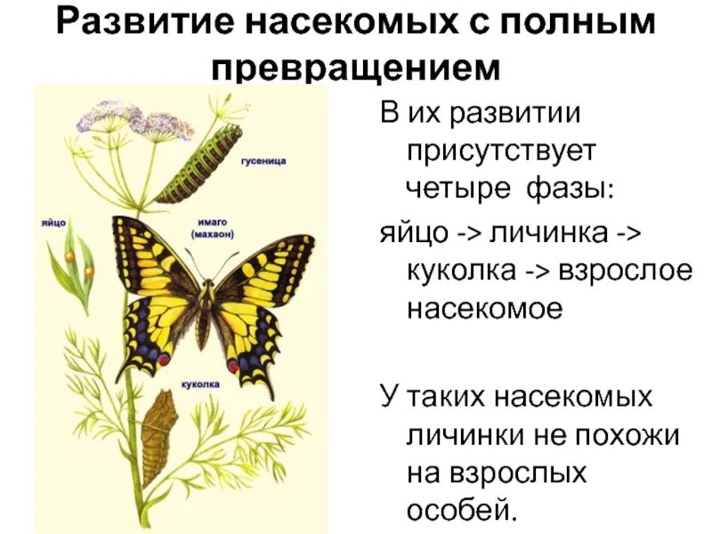 Насекомые с полным превращением. Развитие с полным превращением. Развитие насекомых с полным превращением. Полный метаморфоз у насекомых.