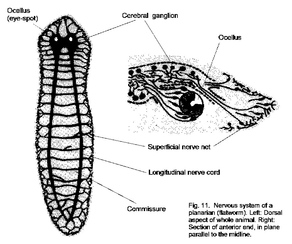 Лестничные черви. Нервная система плоских червей. Тип нервной системы у планарии. Стволовая нервная система у планарии. Ресничные черви нервная система.