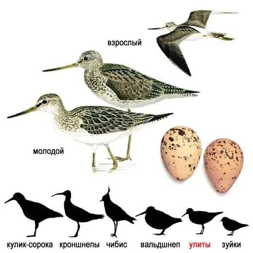 Кулик-воробей - calidris minuta. Кулик-сорока красная книга. Кулик птица разновидности. Кулики ударение. Кулик описание птицы.