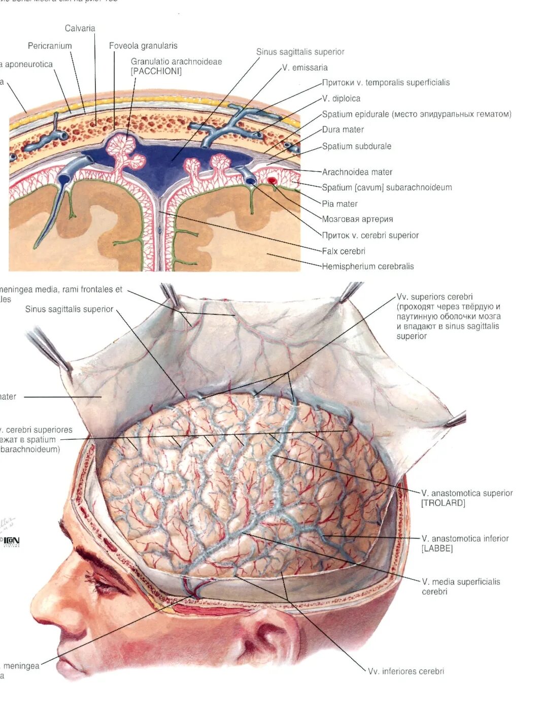 Три оболочки мозга. Оболочки головного мозга твердая паутинная и мягкая. Паутинная мозговая оболочка головного мозга. Строение сосудистой оболочки мозга. Оболочки головного мозга топографическая анатомия.