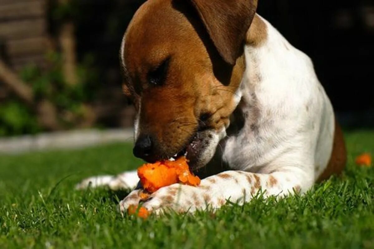 Собака кушает. Какую собаку ты хочешь. Лучше собаки. Домашние животные советы. Проект на тему собака лучший друг человека.