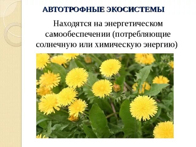 Гетеротрофные экосистемы. Антропогенные гетеротрофные экосистемы. Автотрофные экосистемы. Классификация экосистем по источникам энергии. Экосистемы по типу источника энергии.
