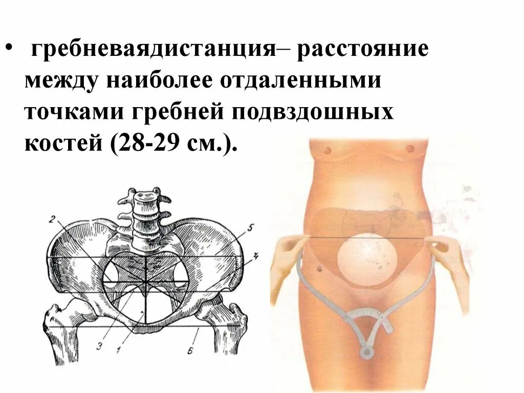 Подвздошная кость находится. Подвздошная кость. Гребни подвздошных костей. Гребень подвздошной кости. Отдаленные точки гребней подвздошных костей.