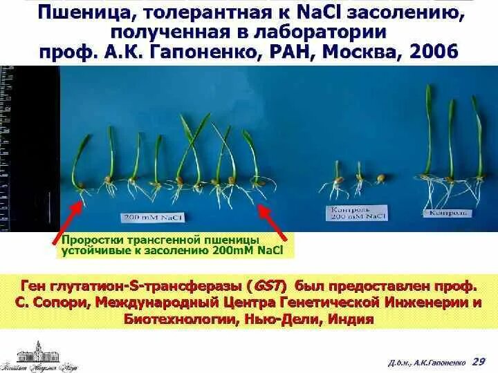 Преобразования у растений