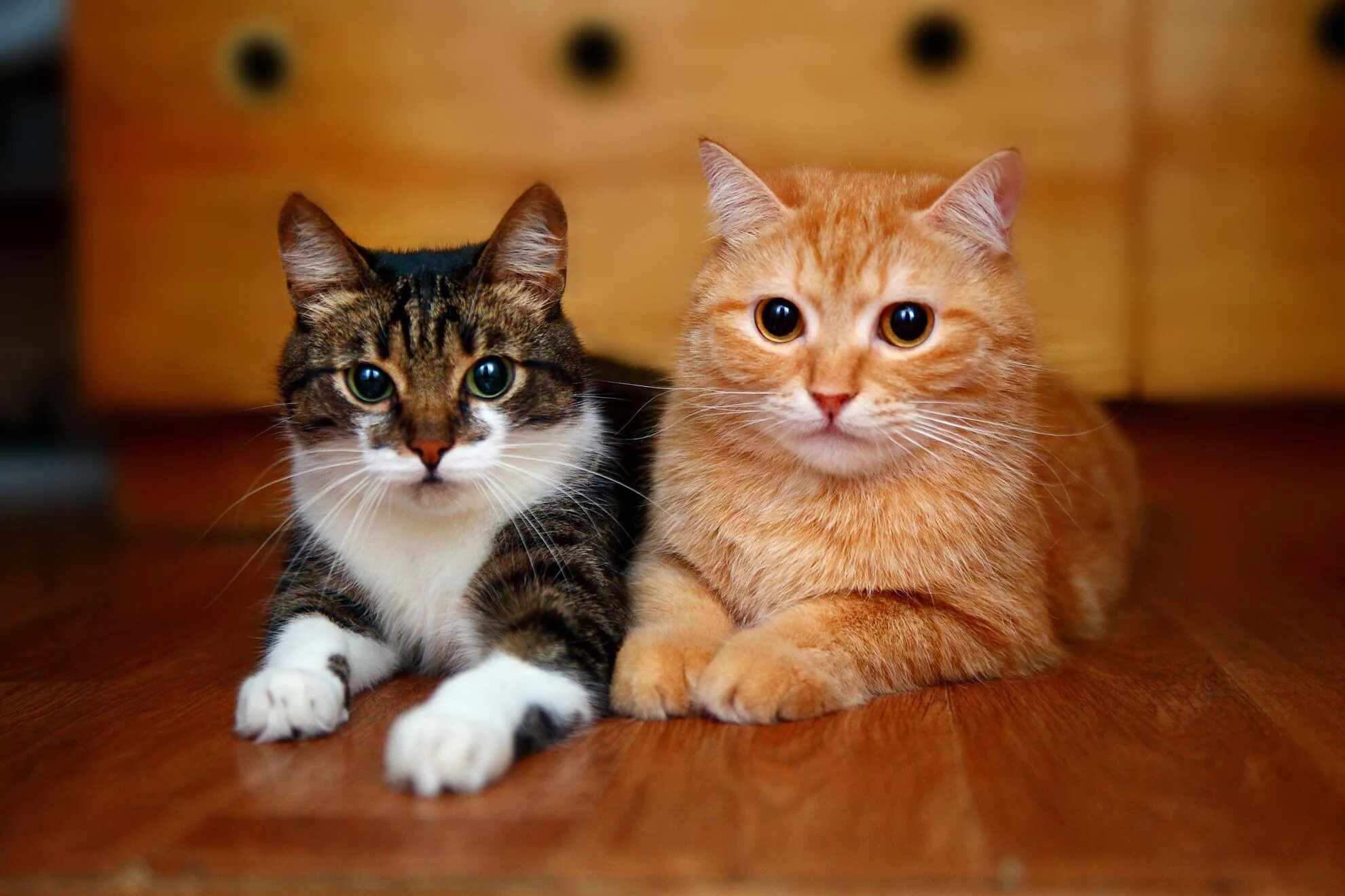 Кошка 1. Два котика. Два кота. Рыжий и серый коты. Котики вместе.
