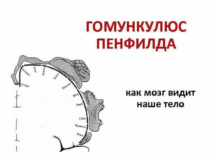 Гомункулус Пенфилда. Двигательный гомункулус Пенфилда. Как мозг видит наше тело. Гомункулус методика.