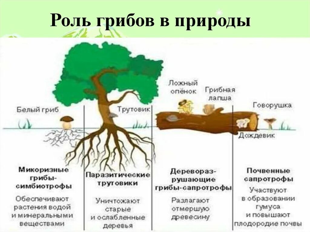 Роль грибов в жизни растений. Роль грибов и бактерий. Роль грибов и бактерий в жизни растений. Роль грибов и бактерий в природе.