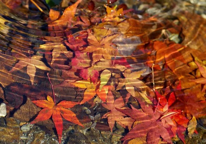 Осень кружатся листья. Кружит осенний лист. Листопад живопись. Листики закружатся. Листья кружатся в воздухе.