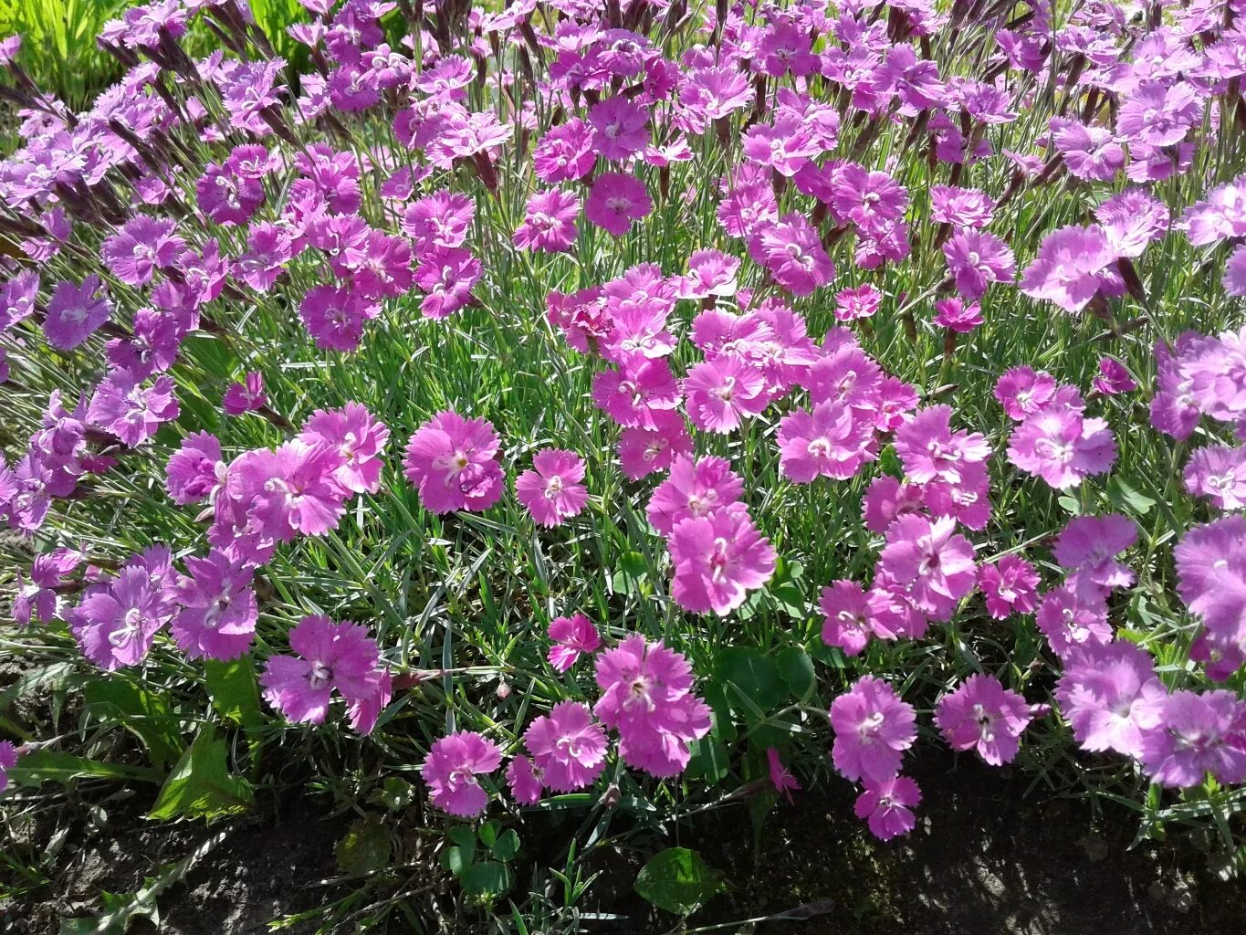 Гвоздика ампельная выращивание. Гвоздика Альпийская Dianthus Alpinus. Гвоздика травянка Альпийская. Гвоздика Альпийская Rubin. Dianthus gratianopolitanus 'Rubin'.