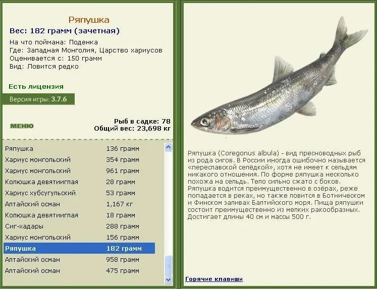 ряпушка сибирская. ряпушка рипус сиг. чернобровка рыба. ряпушка реальная рыбалка. ряпушка рипус сиг.