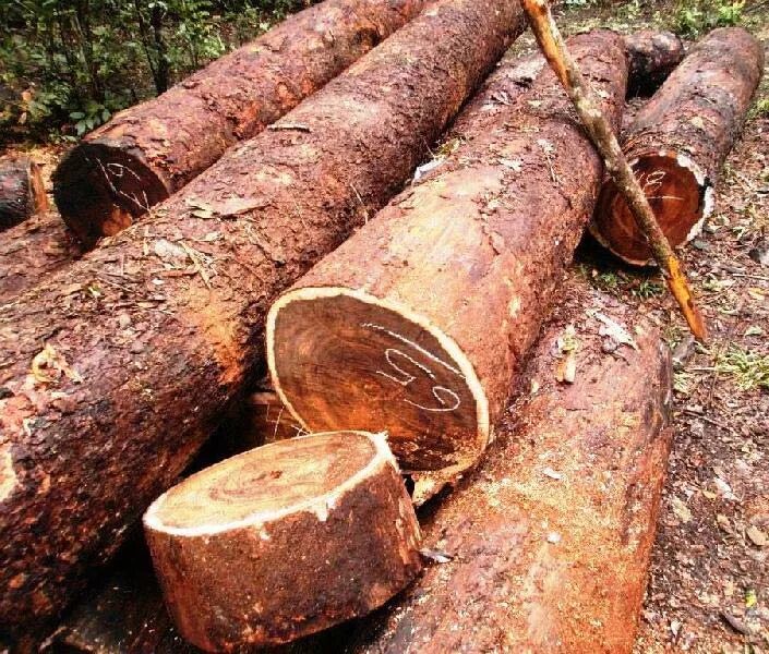 Бокоте древесина. Метопиум ядоносный Poisonwood. Метопиум. Chechen Wood. T me premium logs