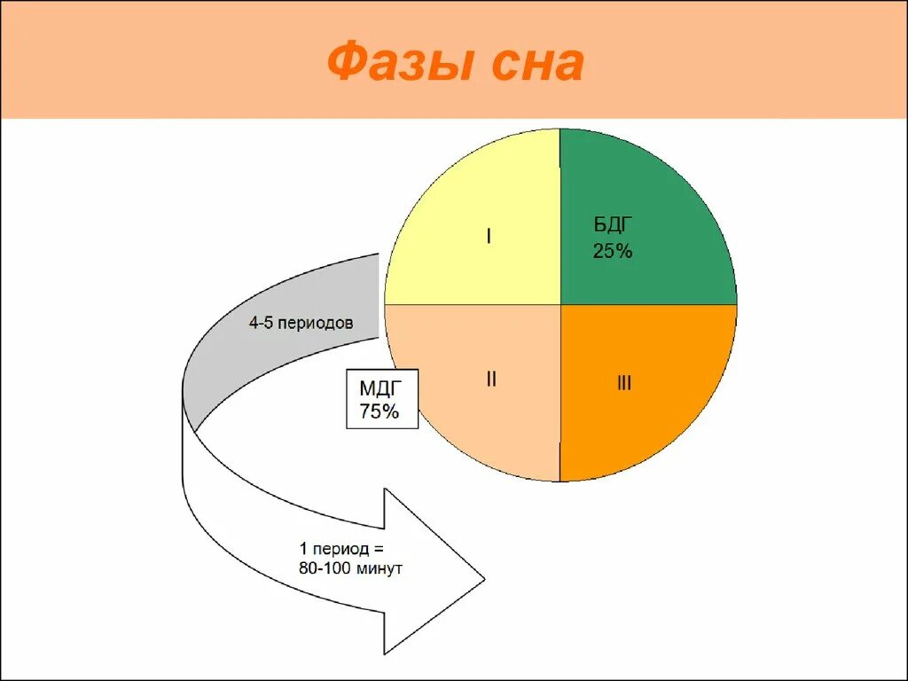 Фазы сна калькулятор. Периоды сна. периодизация сна. бдг фаза. круг фаз сна.