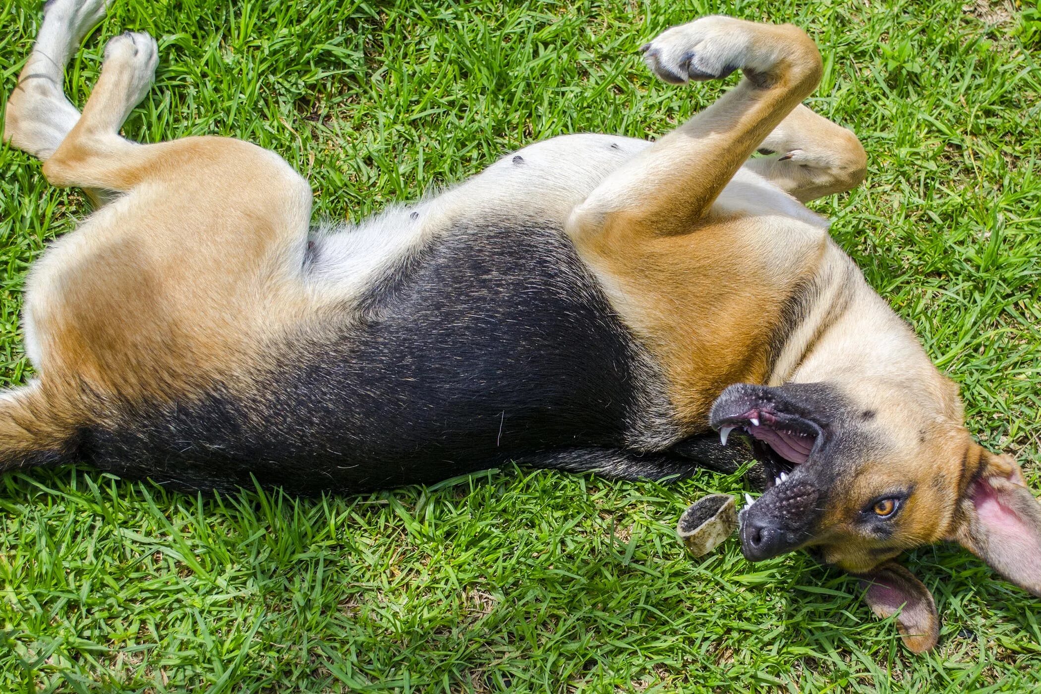 Dog piss. Эпилептический припадок/судороги у собак. Тонико-клонические судороги собака. Вынужденные позы животных.