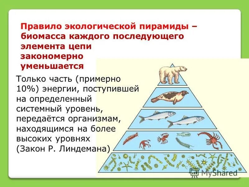 Количество трофических уровней в пищевой цепи