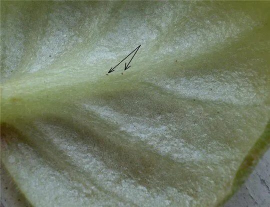 Клещ на калатее как выглядит orchideen schädlinge thripse #orchideenpflege #Orchideen #schädlinge #Thripse or