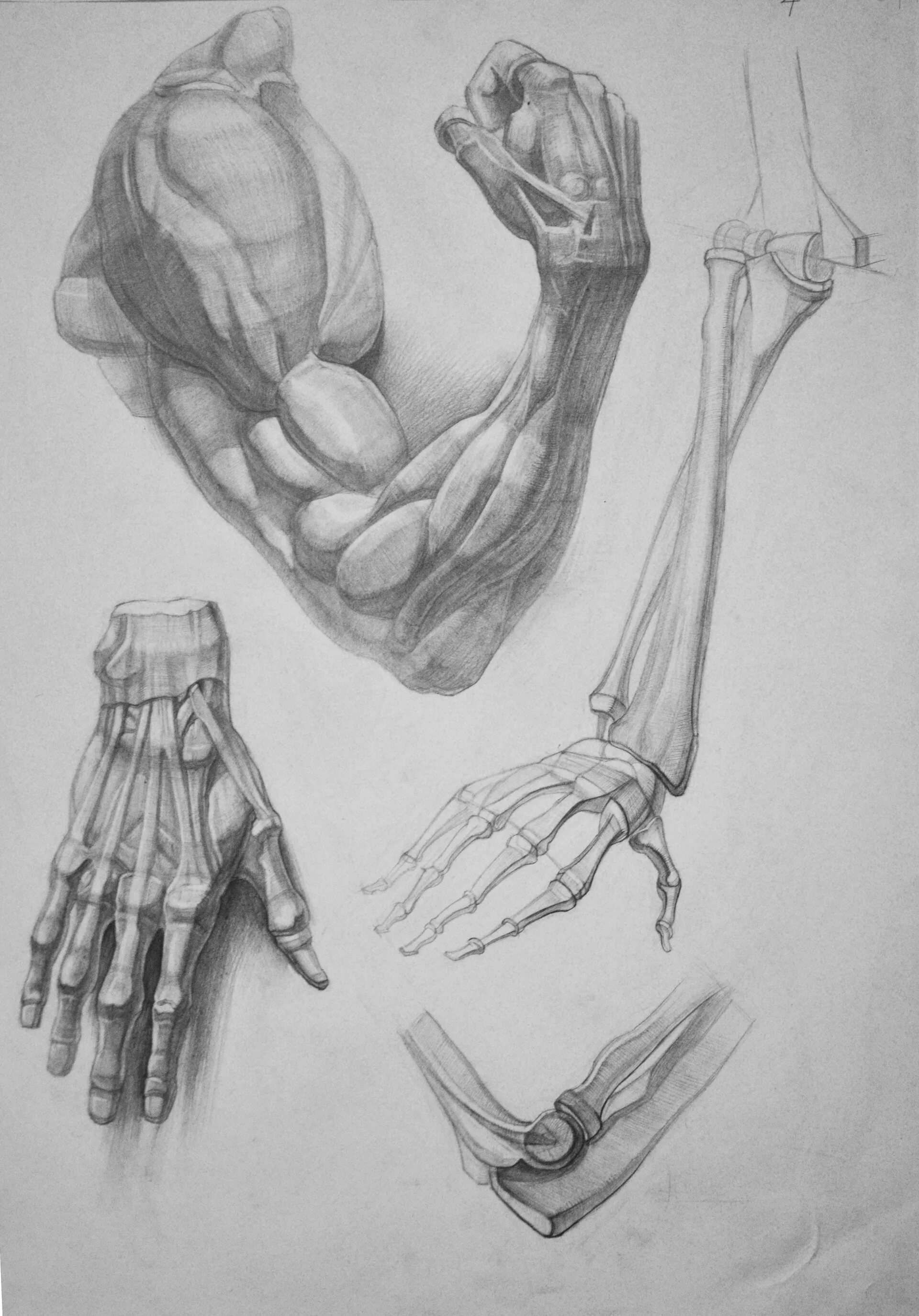 Строение руки рисунок. Анатомия рук для рисования. Анатомия руки человека для художников. Анатомические зарисовки рук. Мышцы рук для художников.