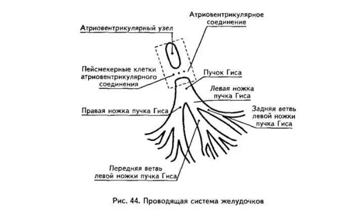 Какие левая ножка пучка гиса. Строение пучка гиса. ветви правой ножки пучка гиса. ветви в правой ножке пучка гиса. левая ножка пучка гиса разделяется на ветви.