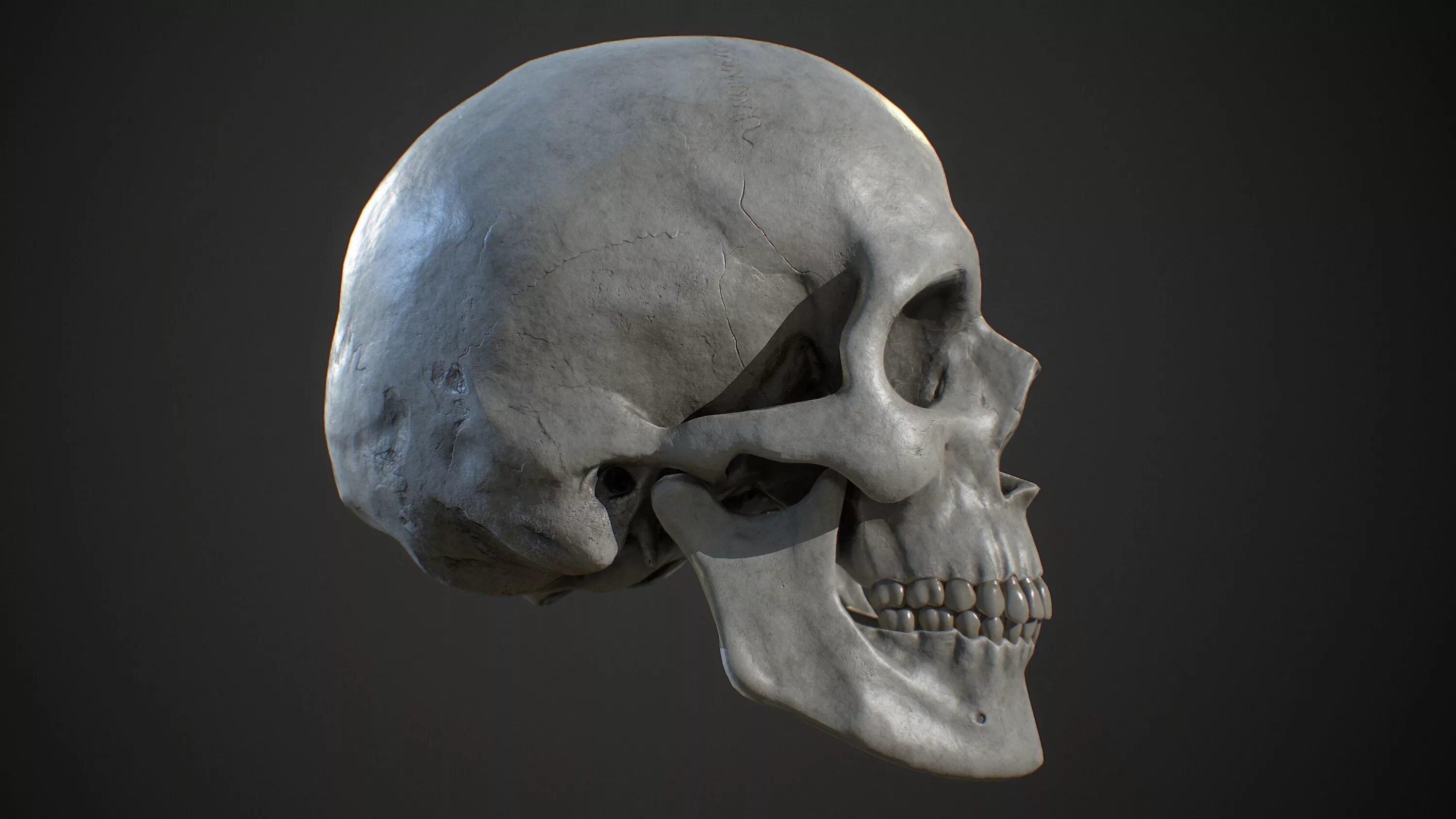 Каполуха. Skull 3d model Малополигональная. Череп 3в анатомия. Модель черепа. Череп с боку.