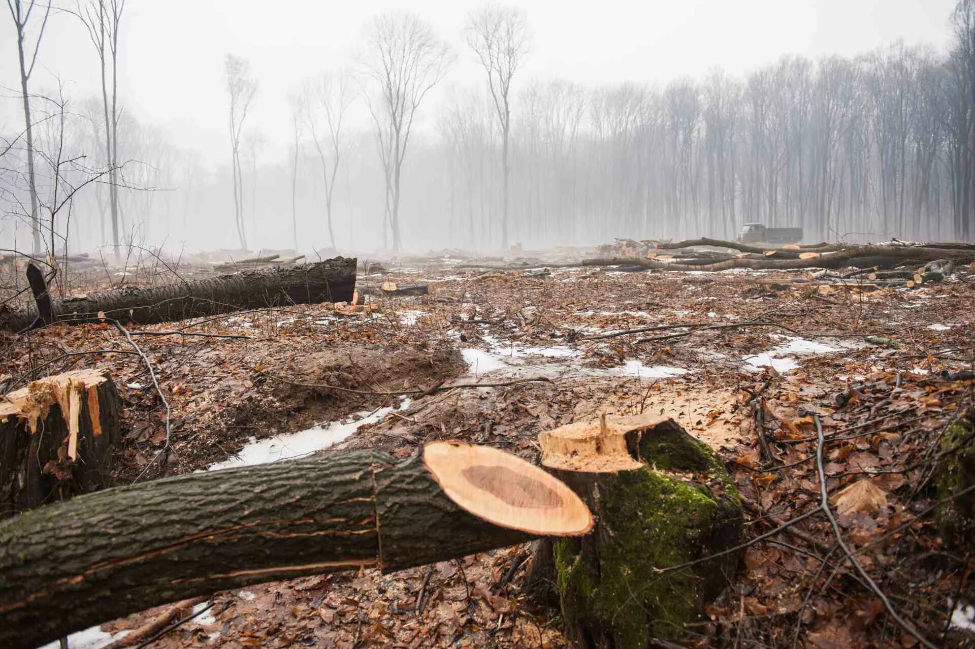 Cut down plant. Загрязнение и вырубка лесов. Экология вырубка лесов. Загрязнение природы вырубка лесов. Вырубка деревьев.