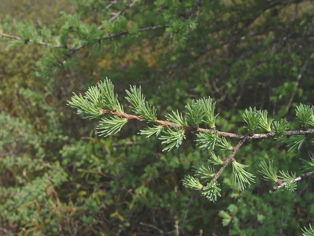 Лиственница комарова. Лиственница американская Larix laricina. Лиственница американская (Larix laricina "Blue sparlker"). Крона лиственницы. Лиственница широкочашуйчатая Larix eurolepis.