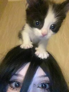 Рандом кот