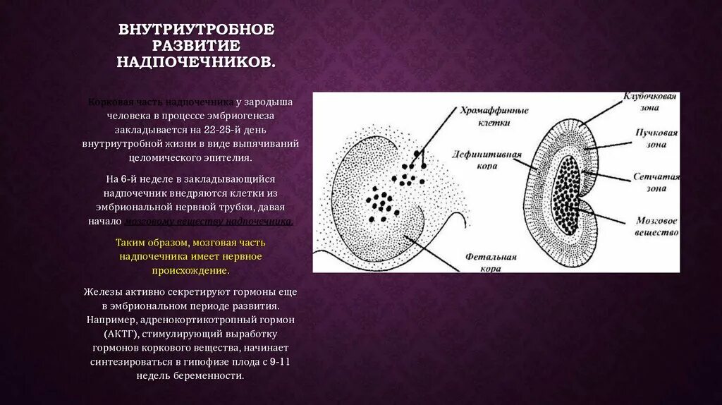 Особенности почек у новорожденных. Строение почек у новорожденных. Строение надпочечников гистология. Надпочечники человека. Правый и левый надпочечники.
