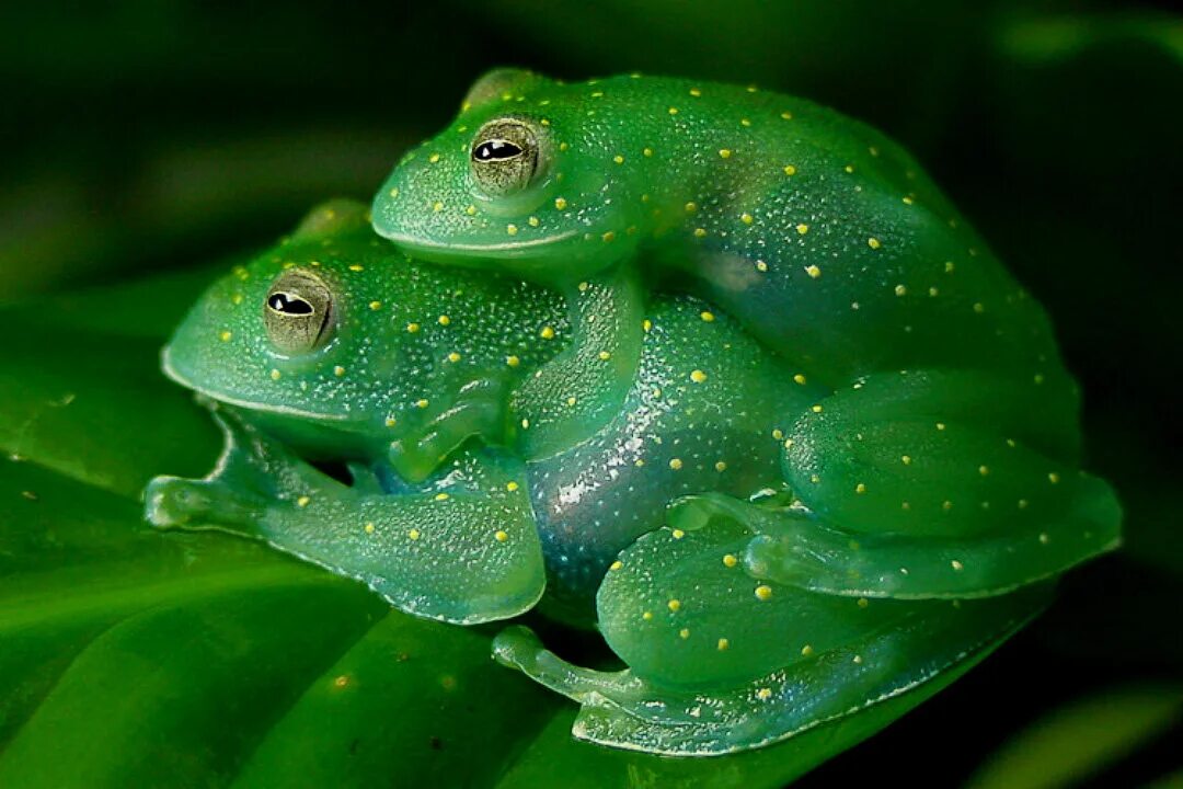 Лягушка 18. Стеклянная лягушка (glass frog). бесхвостые амфибии квакши. бахромчатая стеклянная лягушка. стеклянная лягушка (лат.centrolenidae).