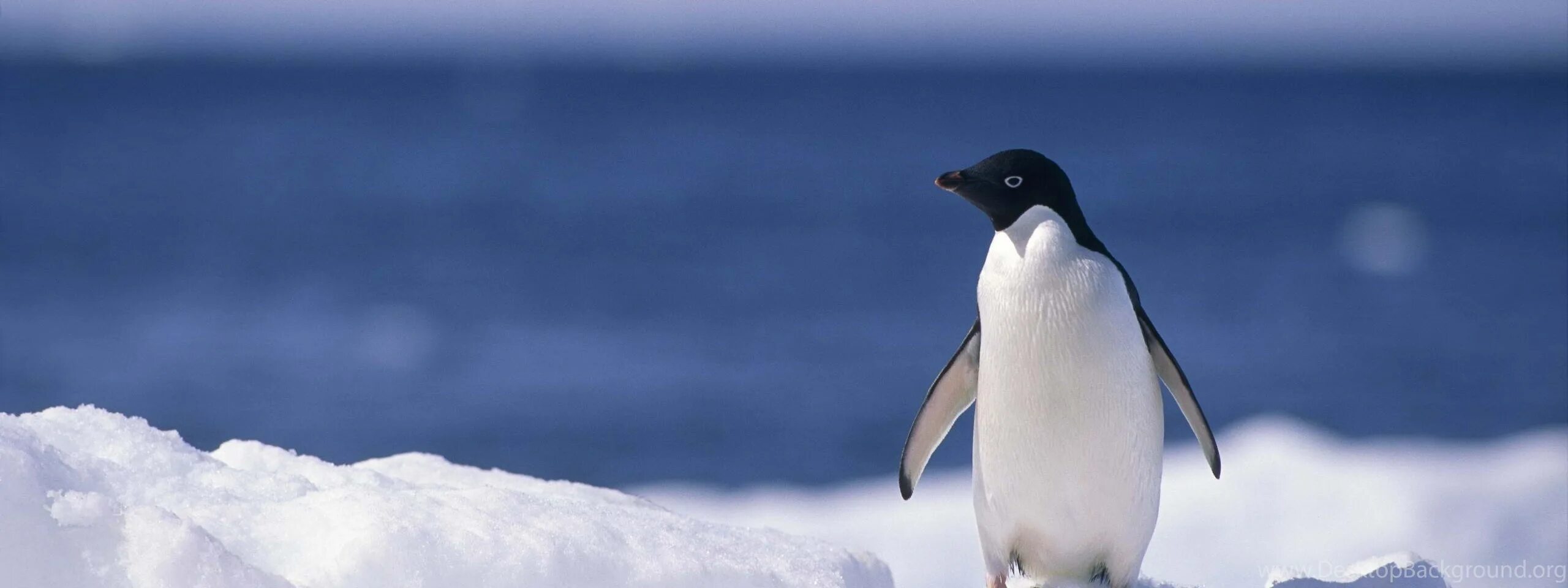 4 Пингвина. Весенний Пингвин. Пингвины обои. Стильный Пингвин.