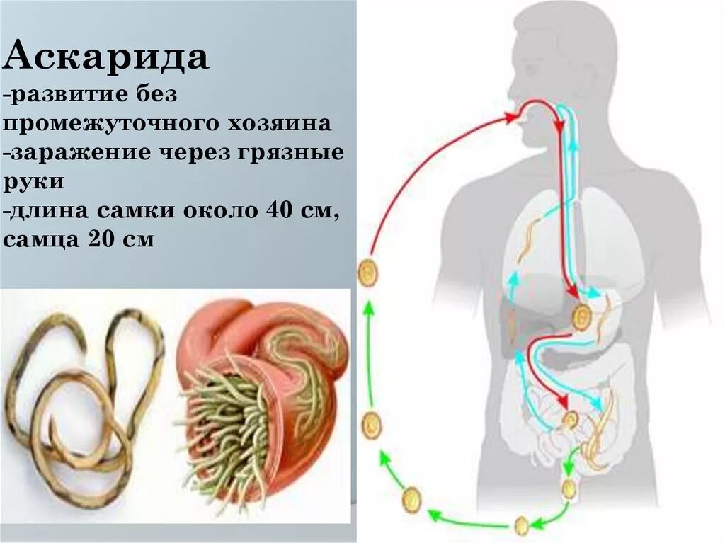 Передаются ли аскариды от человека к человеку. Аскарида человеческая основной и промежуточный хозяин. Аскарида основной и промежуточный. Аксеарила промежуточный. Схема развития аскаридоза.